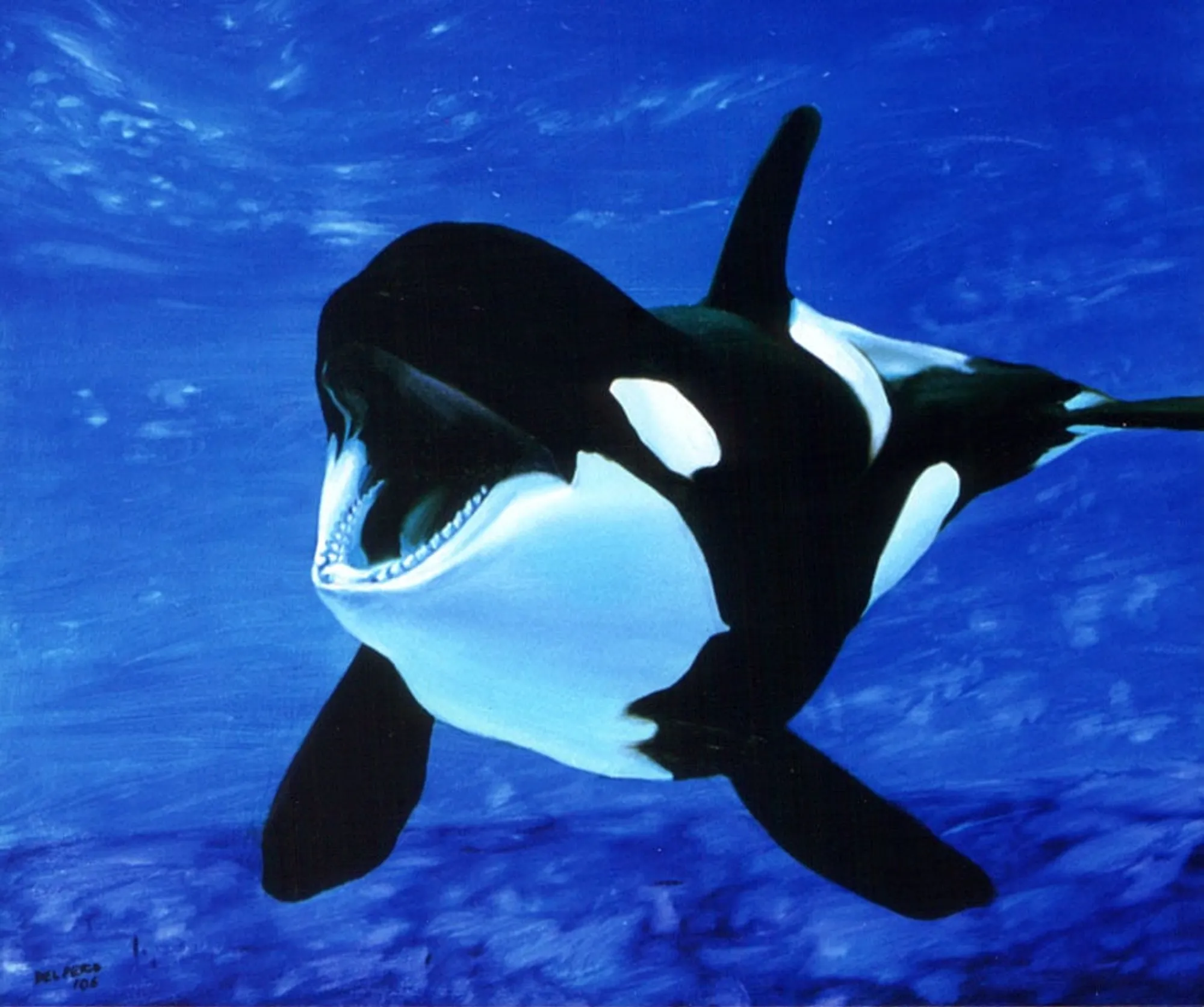 Dipinto di Andrea Del Pesco: ORCA — olio su tela