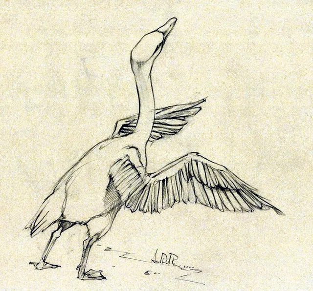 Dipinto di Andrea Del Pesco: STUDIO PER CIGNO — matita su carta