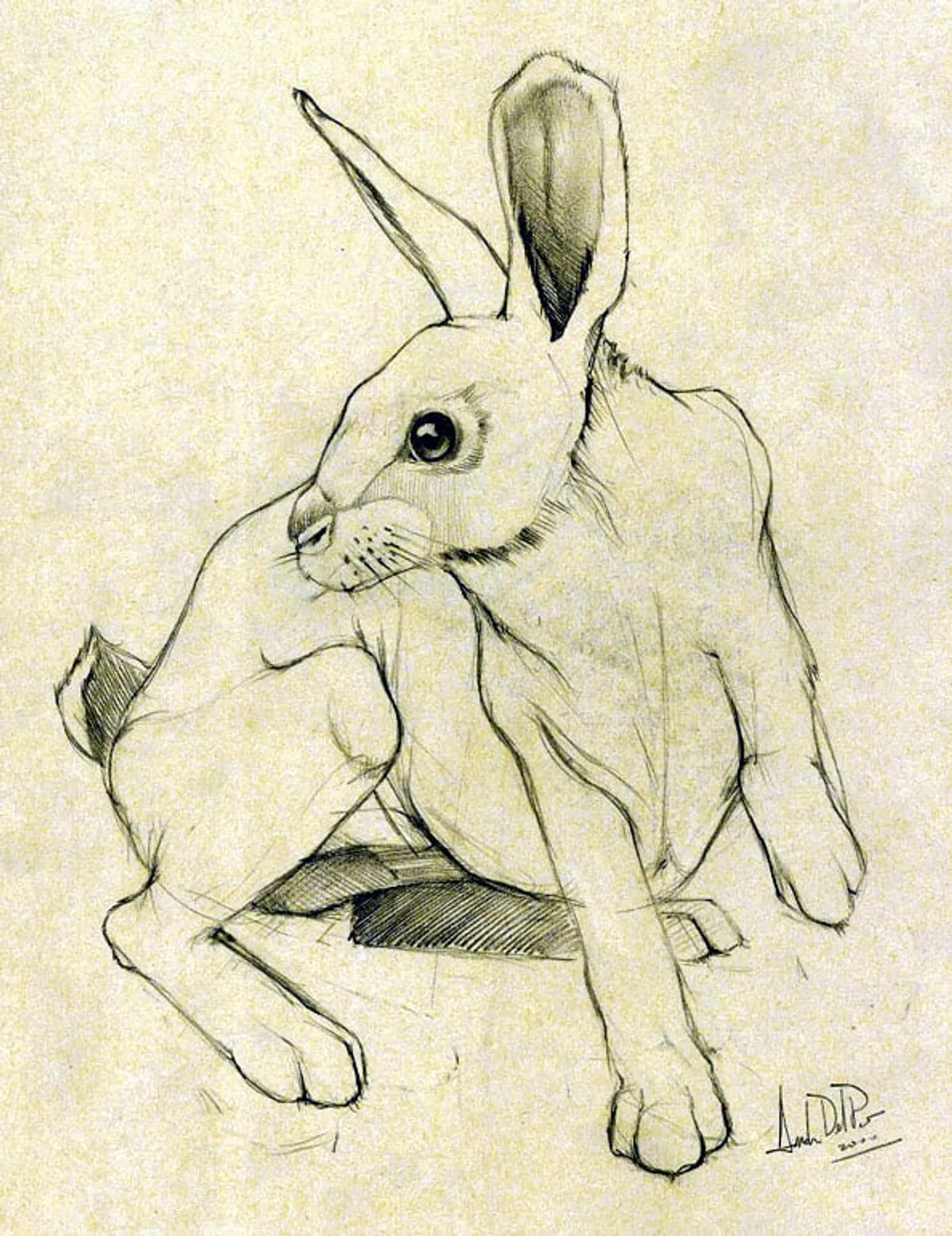 Dipinto di Andrea Del Pesco: STUDIO PER CONIGLIO — matita su carta