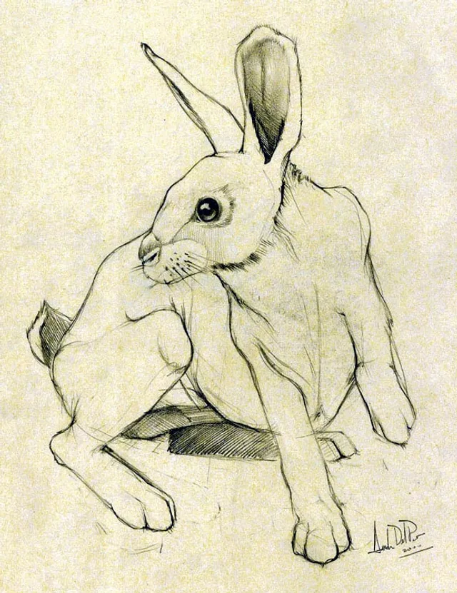 Dipinto di Andrea Del Pesco: STUDIO PER CONIGLIO — matita su carta