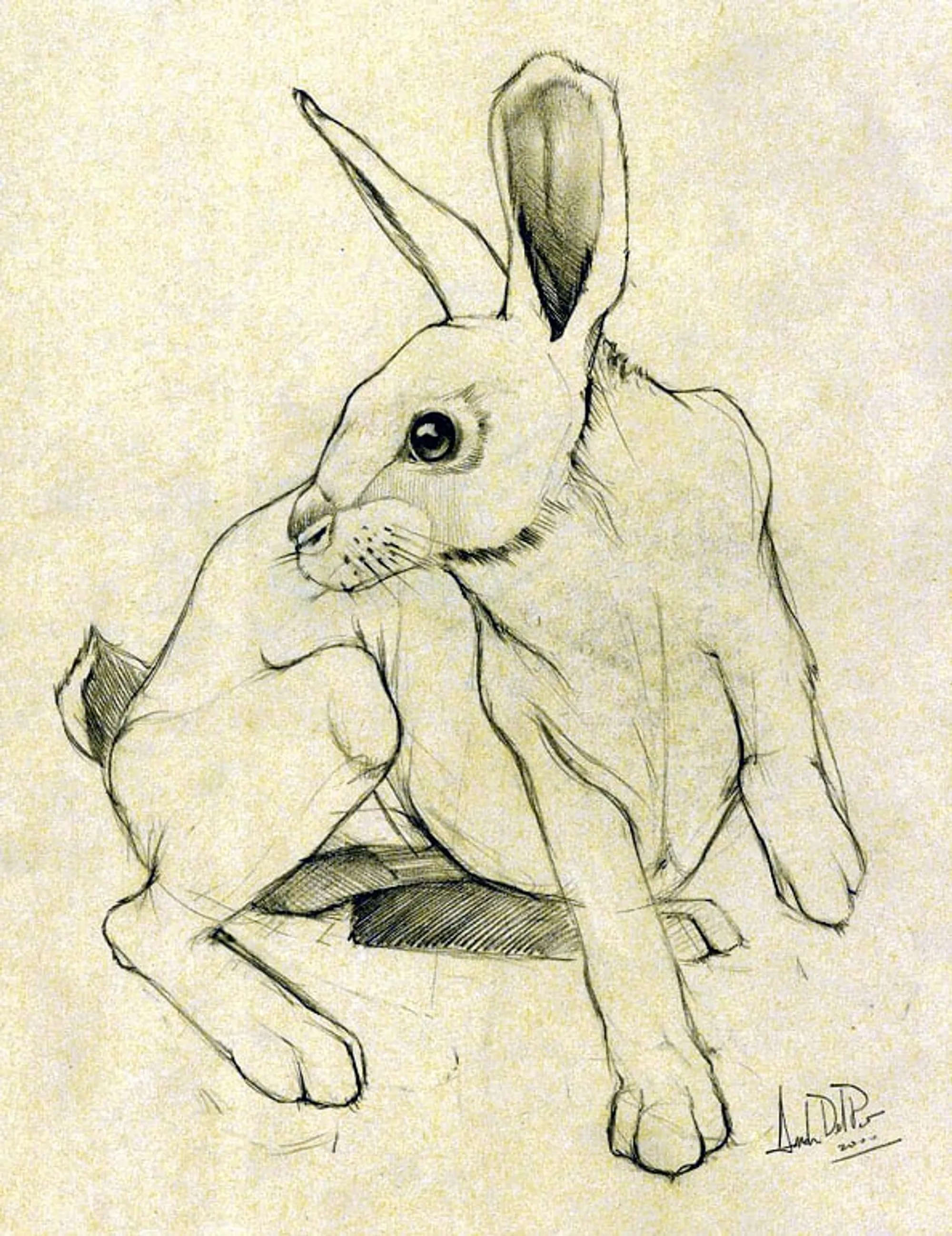 Dipinto di Andrea Del Pesco: STUDIO PER CONIGLIO — matita su carta