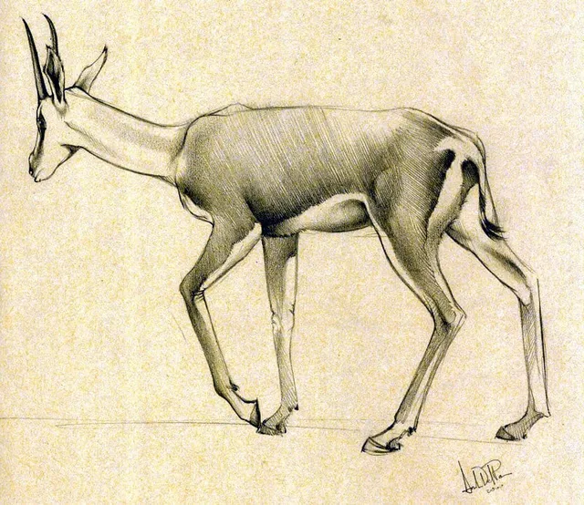 Dipinto di Andrea Del Pesco: STUDIO PER GAZZELLA DI THOMPSON — matita su carta